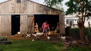 Letting the animals out this beautiful Sunday morning! #homestead #chickens #goats