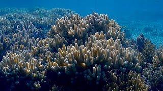 Soft Coral Paradise, Coral Diving in the Solomon Islands