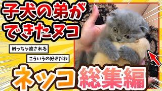 【2ch動物スレ総集編】家に来たイッヌを抱きしめて離さないネッコさん→反応が可愛すぎるｗ/ネッコ300選‼