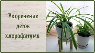 Укоренение деток хлорофитума