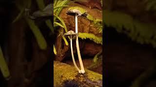Bandoda BMC MEMBER Devesh Naik captures time lapse sequence of Coprinus comatus development