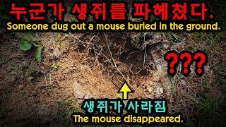 누군가 땅에 묻었던 생쥐를 파헤쳤다...  Someone dug up the mouse that was buried in the ground.