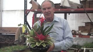 Barry Landau's Tropical Planet - Bromeliad Growing At Rainforest Flora