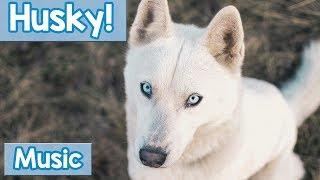 Music for Huskies! 1 Hour of Relaxing Music to Soothe and Calm Your Husky! New 2018!