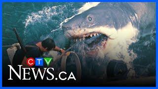 ‘Jaws’ turns 50 | Expert on why you don’t need to be afraid to get into the water