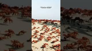 POV: ur dreams have a meaning  #crab #dream #mementoe