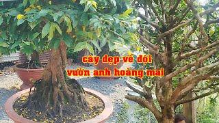 Giao Cây & Tham Quan Vườn Anh Hoàng Mai Tứ Qúy Ghép | Tứ Qúy Miệt Vườn