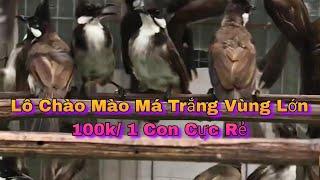 (Đã Hết) 08/08/2023 Lô Chào Mào Má Trắng Giá Cực Rẻ 100k/ 1 Con.. Nhanh Tay Thì Còn Chậm Tay Thì Hết