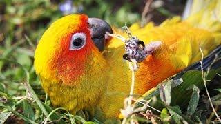 What To Feed A Sun Conure