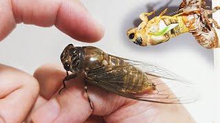 The process of making friends with a cicada