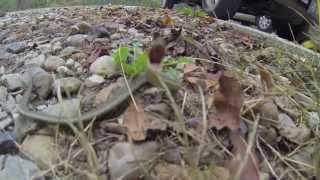 Little Snake vs GoPro