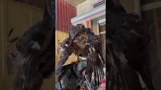 #birds #crested Goshawk