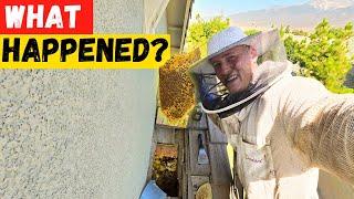 This Beehive Rescue DID NOT Go As Planned...