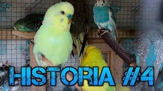 La Historia de como empece con los periquitos #4-Rincon animal