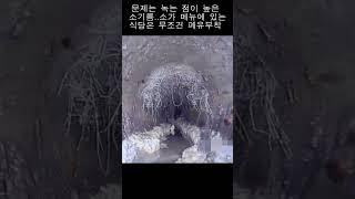 소고기 메뉴가 있는 식당 하수도! #shorts #하수도#바퀴벌레#나방파리#하수구
