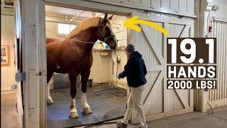 DRAFT HORSES & MORE at the Kentucky Horse Park! 