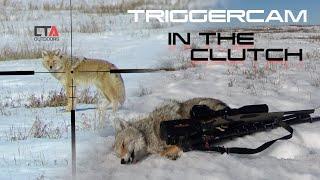 Coyote Hunting TRIGGERCAM IN THE CLUTCH