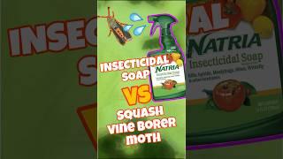 Natria insecticidal soap vs squash vine borer moth #garden #squash #gardeninsect