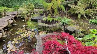 Japanese Garden in Fall at HCP (Horticulture Centre of the Pacific) Saanich British Columbia Canada