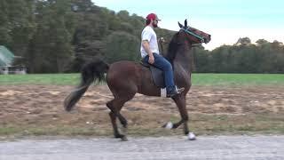 Del Rio Dior Registered American Saddlebred 5 Gaited Filly FOR SALE -  Jacob Parks Horsemanship