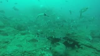 Stingrays diving with Atlantis Diving Center (Tenerife)