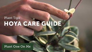 HOYA CARE & Propagation — Ep 112