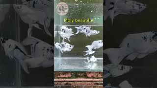 Moly beautiful ( 3 Dòng Cá Moly Siêu đẹp) #shots #moly