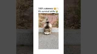 100% cuteness  #viralshort #youtubeshort #funnydogs #comedyshort #laugh