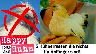 Lass die Finger von diesen 5 Hühnerrassen!!! Hühner die nicht gut für Anfänger sind! HAPPY HUHN E346