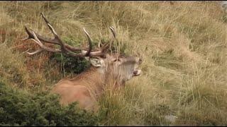 Hirschbrunft Karpaten - Gigant Carpathian stag bellowing