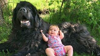 Giant Newfoundland Dogs Playing With Babies Compilation