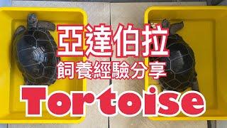 TORTOISE｜亞達｜預防隆背｜餵食方式｜陸龜飼養經驗分享