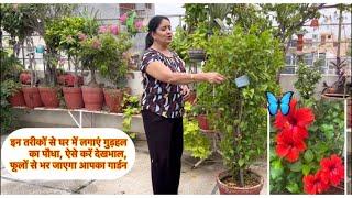 ‍🪴 गुढल के पौधे को कैसे लगाएं और करें सही देखभाल ,#HibiscusCare #GardeningTips #BloomingGarden