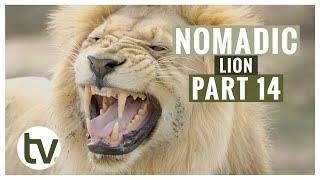 Stunning NEW Footage of the NOMADIC LION