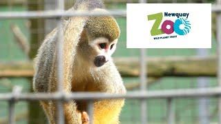 Newquay Zoo Walkthrough 2022