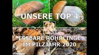 Unsere Top 4 - Essbare Röhrlinge im Pilzjahr 2020 | Hexenröhrling, Maronenröhrling, Steinpilze