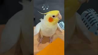 Super cute singing moments!  #cockatielscraze #birdsinging #cockatiel