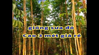 Cây giống sưa đỏ cao 3 mét giá rẻ 0946 301 497