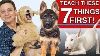 How to Teach The First 7 Things To Your Dog: Sit, Leave it, Come, Leash walking, Name...)