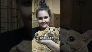 Все следят, как худеет кот КРОШИК