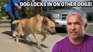 This Rescue War Dog Is Ready To Attack | Cesar 911 Season 3, Ep. 7 - Part 1