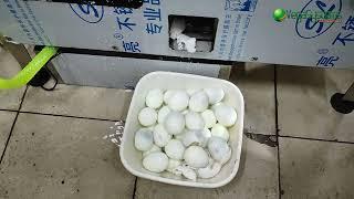 Машина для очистки куриных яиц Vega Egg HC 2500 middle I Очистка яиц
