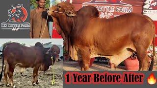 MK Cattle Farm Ky Trading k Janwar Or Palae Results | AR Maani