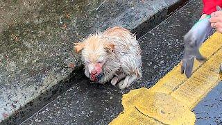 Stray dog hit by a car lies curled up by the roadside,blood in its mouth,hoping someone stop for it