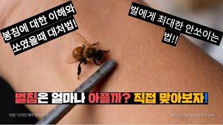 벌침에 대한 이해와 쏘였을시 대처법!!그리고 최대한 쏘이지 않는 법!! (eng)