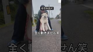 振り返ったら散歩拒否⁉️全く動かない笑　#秋田犬　#大型犬　#犬　#おもしろ #shorts