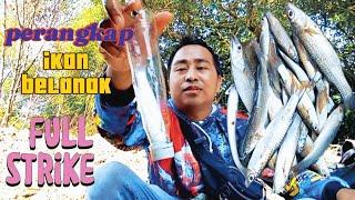 jebak ikan di pinggir sungai ternyata banyak ikannya ⁉️@CAHBEJOCILACAP998    #perangkapikanbelanak