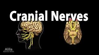 Cranial Nerves: Basic Anatomy, Functions, Effects of Damage, and Clinical Tests, Animation