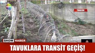 Tavuklara transit geçiş!