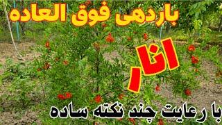 تولید بار چند برابری با هرس اصولی انار _ چگونه انار پربار داشته باشیم_ Pomegranate pruning training